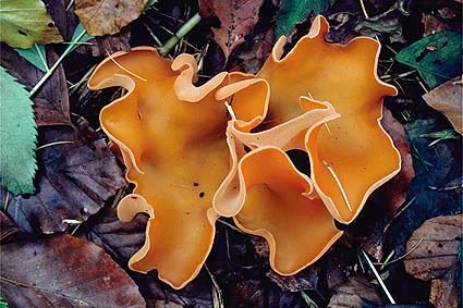fungi examples
