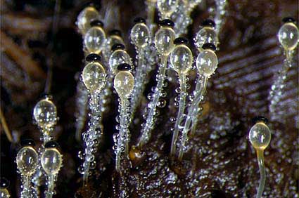 Chytridiomycota Fungi